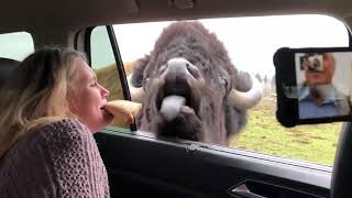 Buffalo French Kisses Nurse