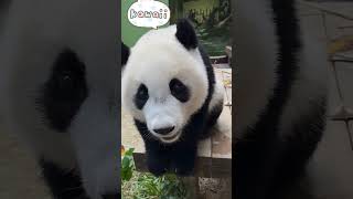 Its Cute Enough To Melt Your Heart Super Close-Up Interaction With Panda Meizhu
