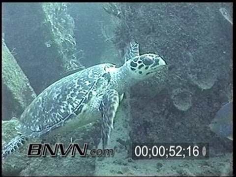 11/11/2000 West Palm Beach, FL - Hawksbill Turtle Video