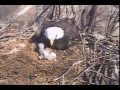 Decorah Eagles,Wow Mom Almost Gets Blown Off Nest,4/1/15