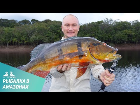 как ловить крапчатую пиранью как ловить крапчатую пиранью
