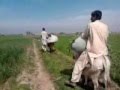 barila sharif