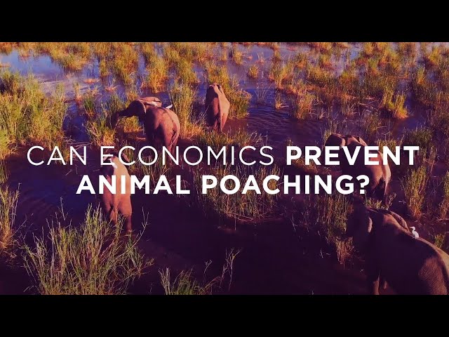 Watch Can economics prevent animal poaching? on YouTube.