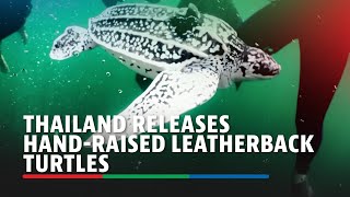 Thailand Releases Hand-Raised Leatherback Turtles | Abs-Cbn News