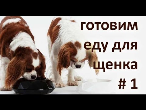 Проглистогонить собаку в домашних условиях Проглистогонить собаку в домашних условиях