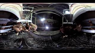 360-Degree Video Shows the Truth about "Free Range" Eggs
