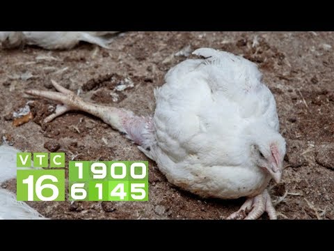 Bệnh "kỳ quái" khiến gà run chân, không đứng vững | VTC16