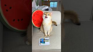 Nika Wants To Go To Bali