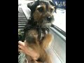 Dog Confused By Escalator