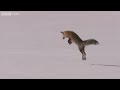 HD: Fox Snow Dive - Yellowstone - BBC Two