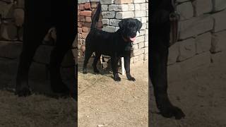 6 Month Labrador