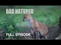 Cannibalism in Urban Fox Den | Bad Natured | BBC Earth