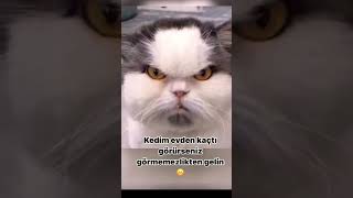 Tek Başına Ordu