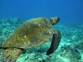 Movie Maui Dive 2010 images Movie Maui Dive 2010