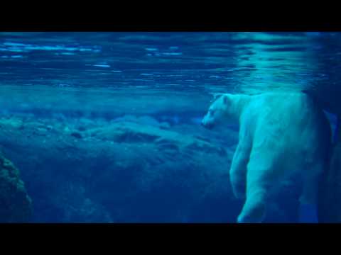 泳いでターンするホッキョクグマ（Polar Bear swims and is turned）