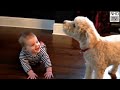 Cutes dogs | Cutest dog in the world | Cute dogs clips 2016