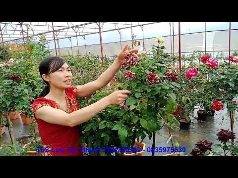 Hoa Hồng Thân Gỗ với nhiều màu sắc mới lạ rất đẹp 0354305839 - 0835975639