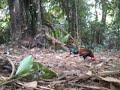 Pikat Ayam Hutan 1 images Pikat Ayam Hutan 1
