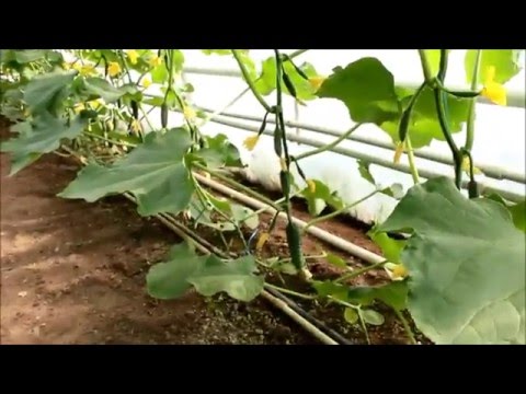 Выращивание огурца во втором обороте 88