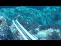 PESCA SUB BASSO FONDO CERNIA ORATE SARAGHI PIM !PUM! PAM!