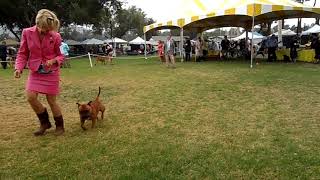 Staffordshire Bull Terriers - 82518 Santa Barbara Kennel Club 4 Of 4