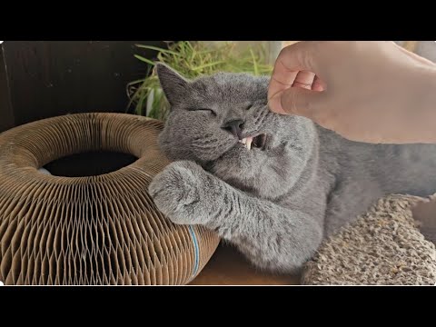 A cat that refuses to wake up even when its owner tries to wake it up A cat that refuses to wake up even when its owner tries to wake it up