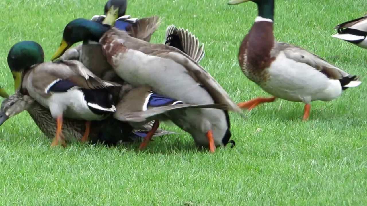 Horny duck