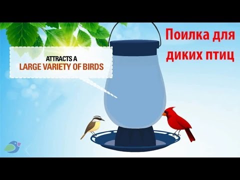 Поилка для диких птиц своими руками 25