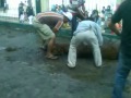 Sapi Qurban Ngamuk Saat Di Potong images Sapi Qurban Ngamuk Saat Di Potong