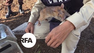 Rats Sniff Out Cambodias Landmines Radio Free Asia Rfa