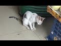 Китайцы едят кошек? Слабонервным не смотреть