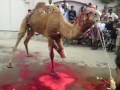Danger Camel Qurbani images Danger Camel Qurbani