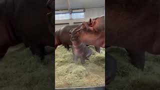 Spray Time Is Playtime For These Hippos Tmx