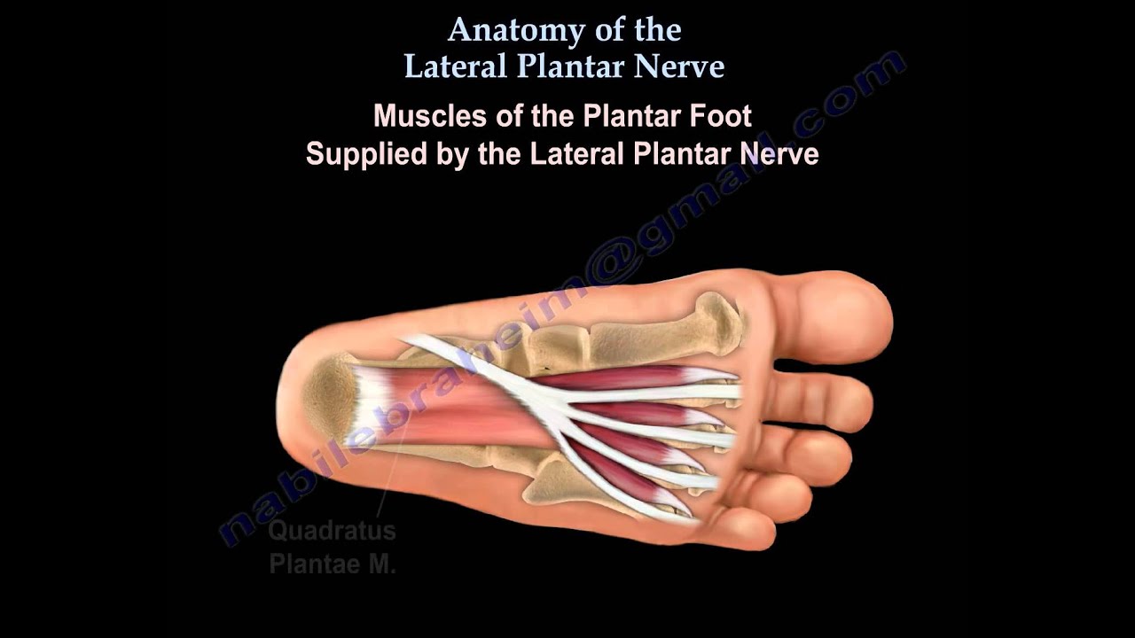 Anatomy Of The Lateral Plantar Nerve - Everything You Need To Know - Dr
