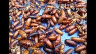 MUST SEE ! Terracycle China GuangDong Largest Mealworm Farming Facility