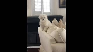 Another funny dog video - Home alone and singing the blues