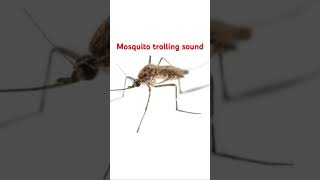Mosquito Trolling Sfx