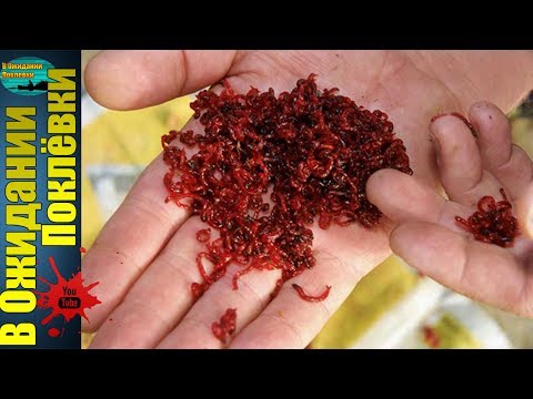 Как сделать мотыля в домашних условиях Как сделать мотыля в домашних условиях