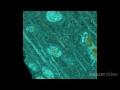 Untangling the brain - by Nature Video
