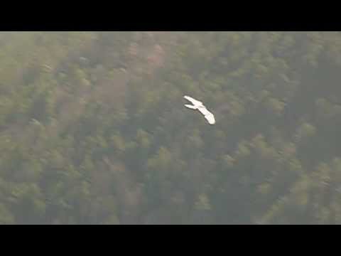 Gypaetus Video Gypaetus Video