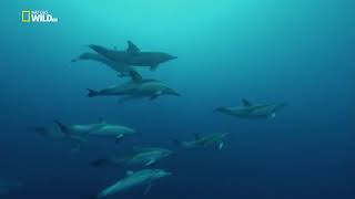 Удивительный, Животный Мир - Дикая Природа - Дельфины. #Документальный Фильм.