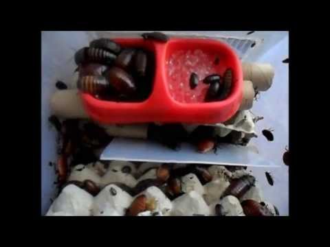 How to Breed Hissing Cockroaches How to Breed Hissing Cockroaches new images How to Breed Hissing Cockroaches How to Breed Hissing Cockroaches new pics