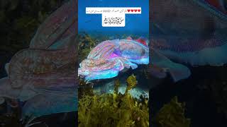 Naatnaat Sharifkoi Duniya-E Ata Meinstatusfypviralshorttiktokyoutubetrend
