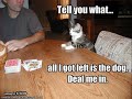 Funny Cats #44