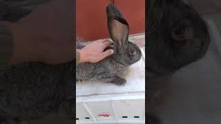 Velikan Cinsi Dovwanimiz Dogmaga Hazirlawir Inwallah Balalar Olacag 099 321 55 52