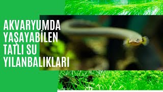 Akvaryumda Yaşayan Yılanbalığı Çeşitleri(Elektrikli Yılan Balığı Saldırısı Etçil