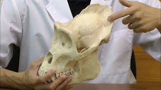 ゴリラの頭蓋骨模型，オス：動画