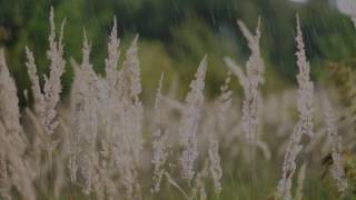 8 Hours Of Celtic Flute And Lute Music With Sounds Of Rain For Sleep And Relaxation 004a 8 Hours Of Celtic Flute And Lute Music With Sounds Of Rain For Sleep And Relaxation 004a