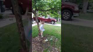 Ainsley Climbing Tree