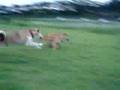 柴犬 VS 豆柴 その2